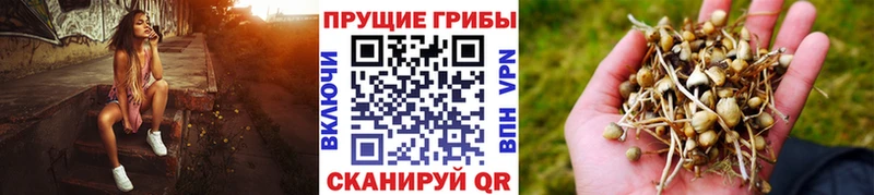 Купить где  Корсаков  Галлюциногенные грибы Psilocybe 